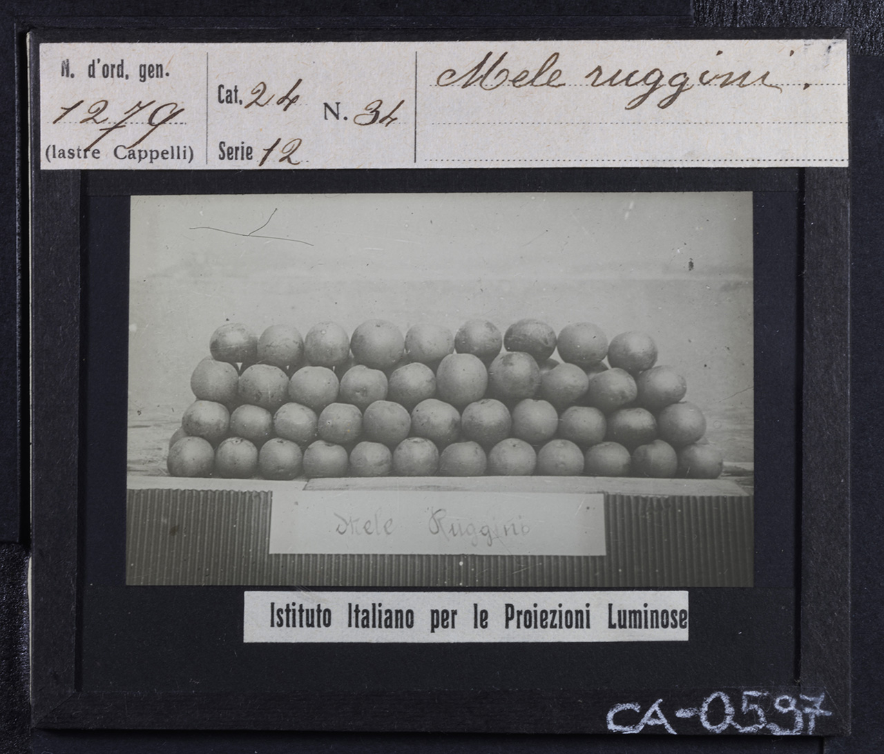 Agricoltura - Frutticoltura - Frutta - Mele Ruggini (positivo) di Istituto Italiano per le Proiezioni Luminose (prima metà XX)