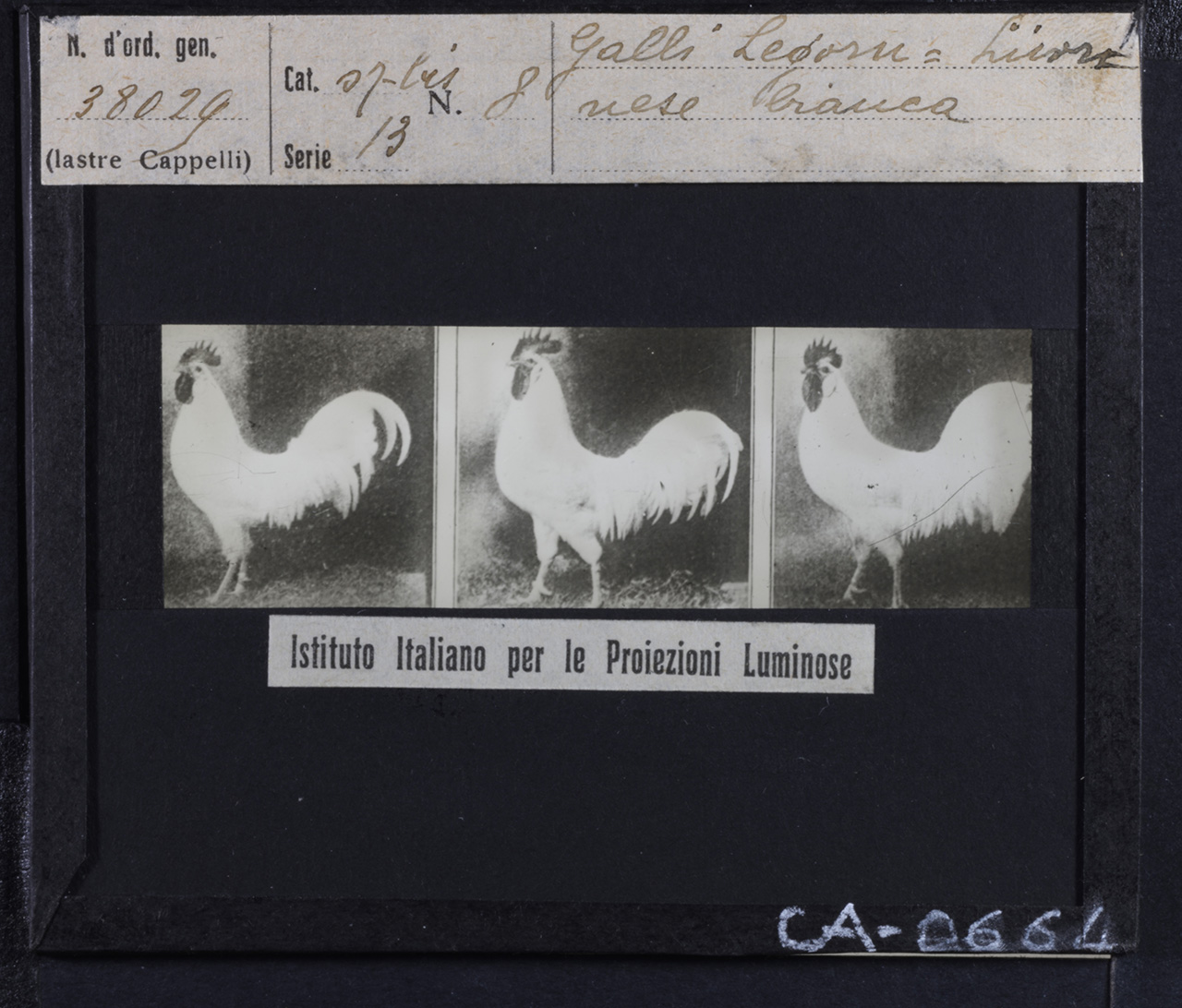 Allevamento - Pollame di razza Leghorn nana - Galli (positivo) di Istituto Italiano per le Proiezioni Luminose (XX)