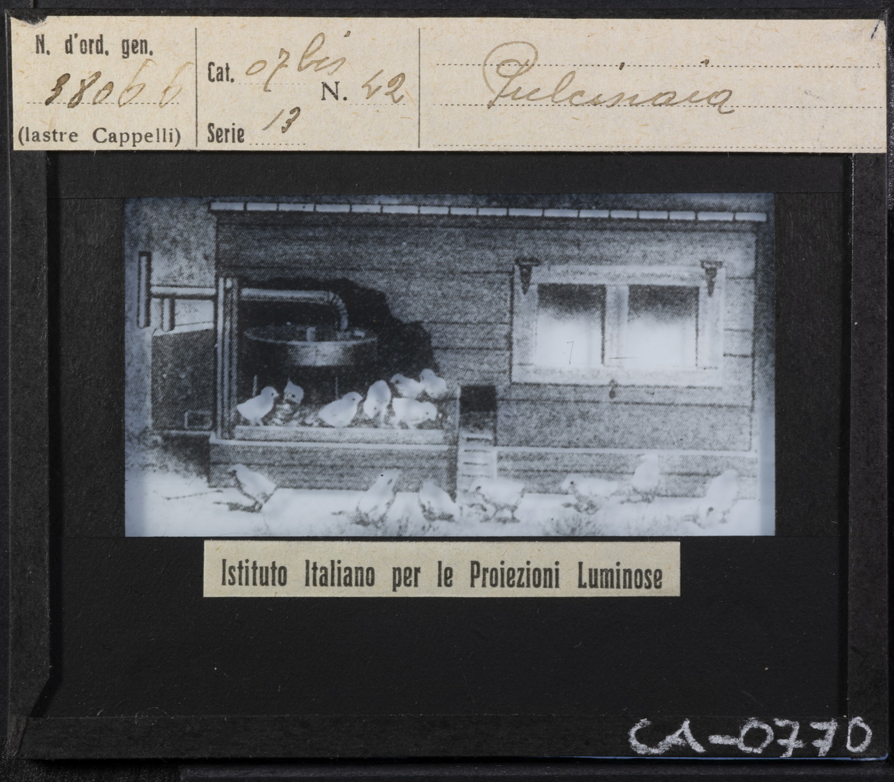 Allevamento - Pollicoltura - Pollame - Pulcini - Pollai (positivo) di Istituto Italiano per le Proiezioni Luminose (XX)