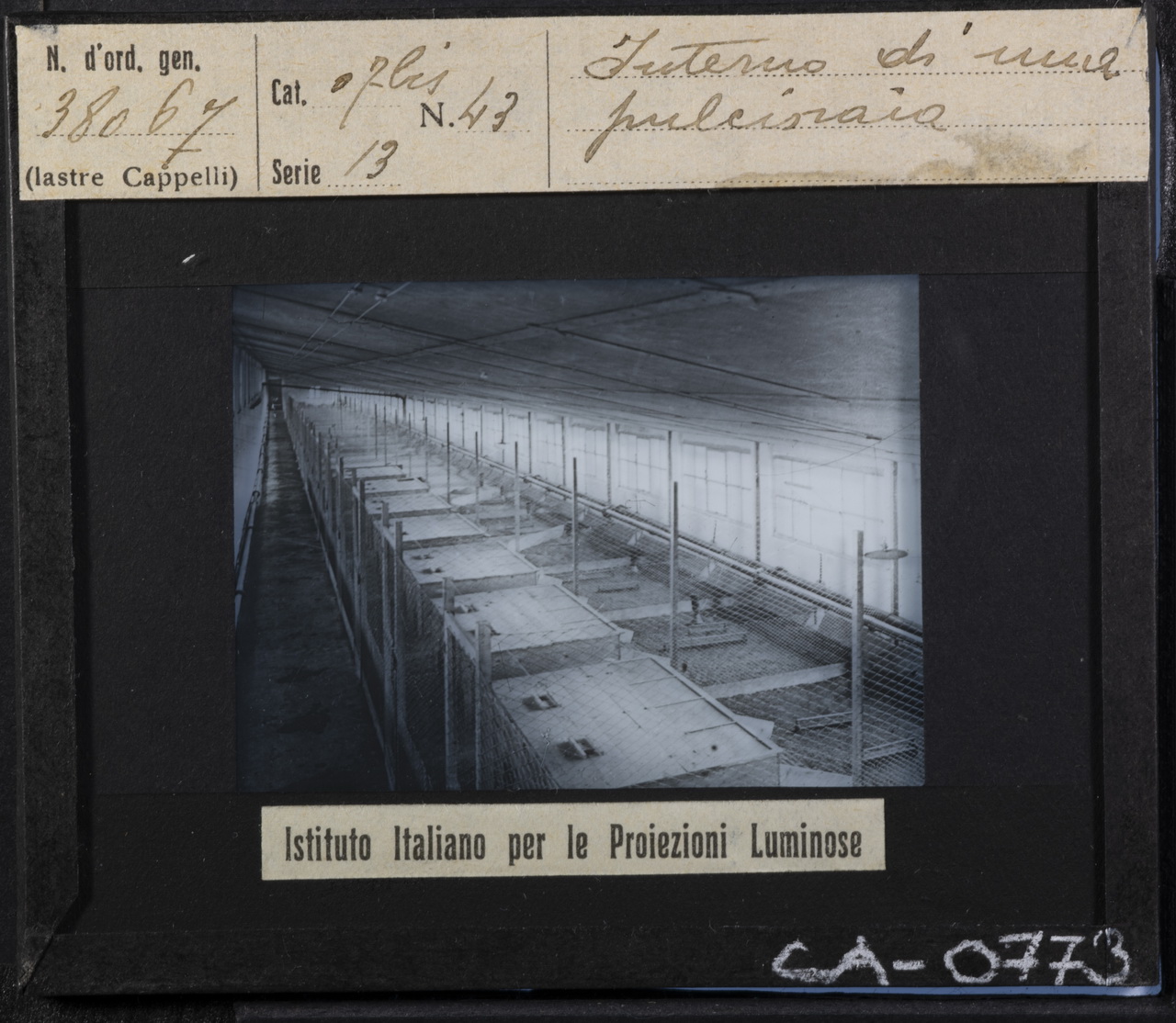 Allevamento - Pollicoltura - Pollame - Pulcini - Pollai (positivo) di Istituto Italiano per le Proiezioni Luminose (XX)