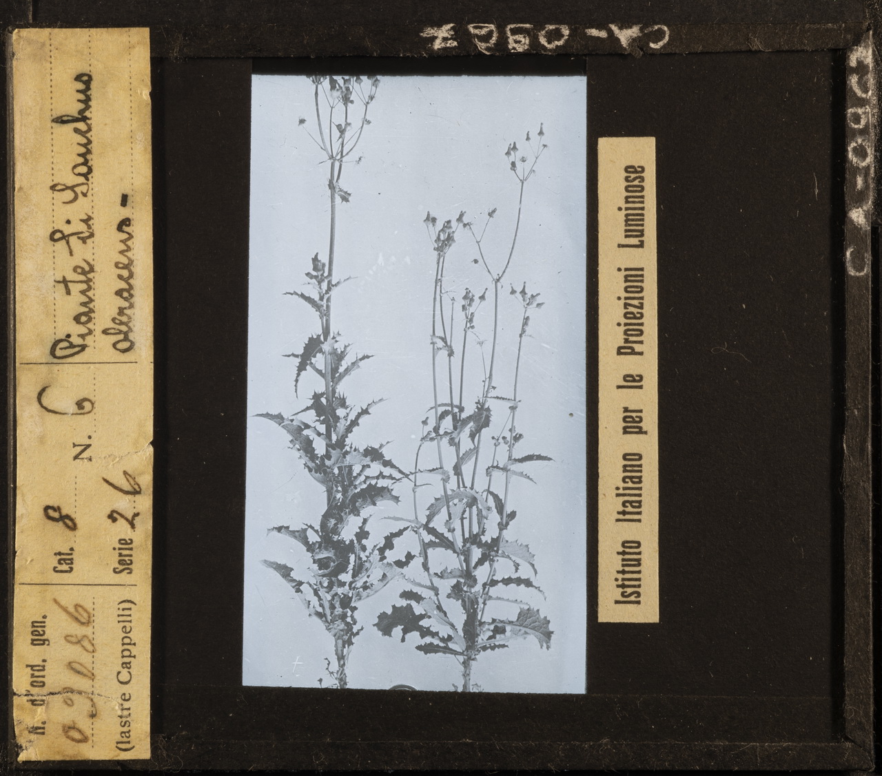 Agricoltura - Coltivazione (positivo) di Istituto Italiano per le Proiezioni Luminose (prima metà XX)