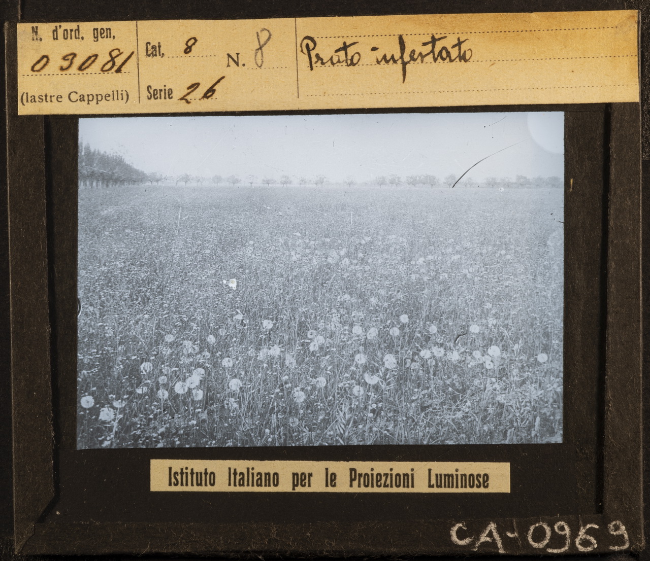 Prato - Coltivazione (positivo) di Istituto Italiano per le Proiezioni Luminose (prima metà XX)