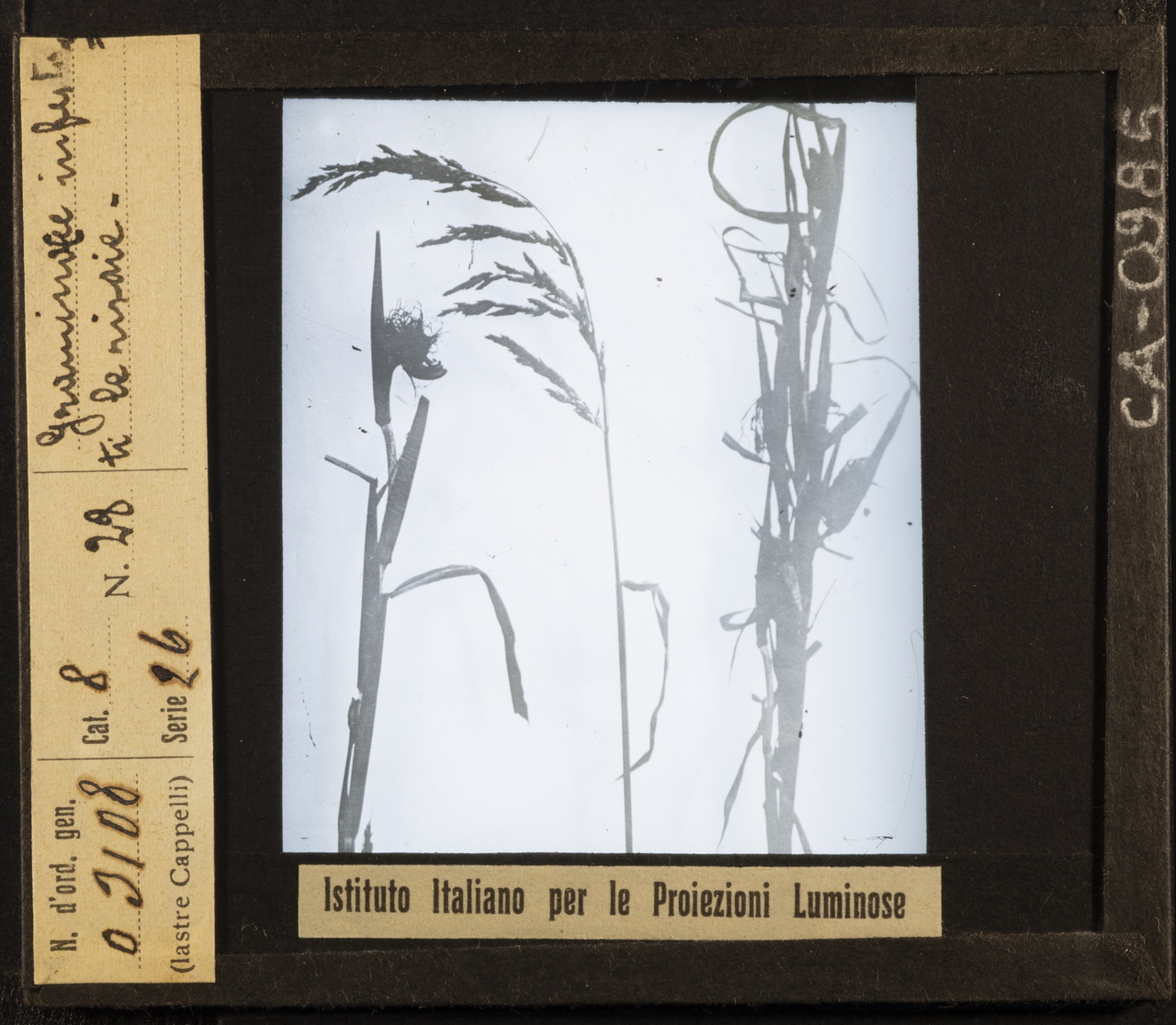 Terreni - Terreni agrari - Risaie (positivo) di Istituto Italiano per le Proiezioni Luminose (XX)