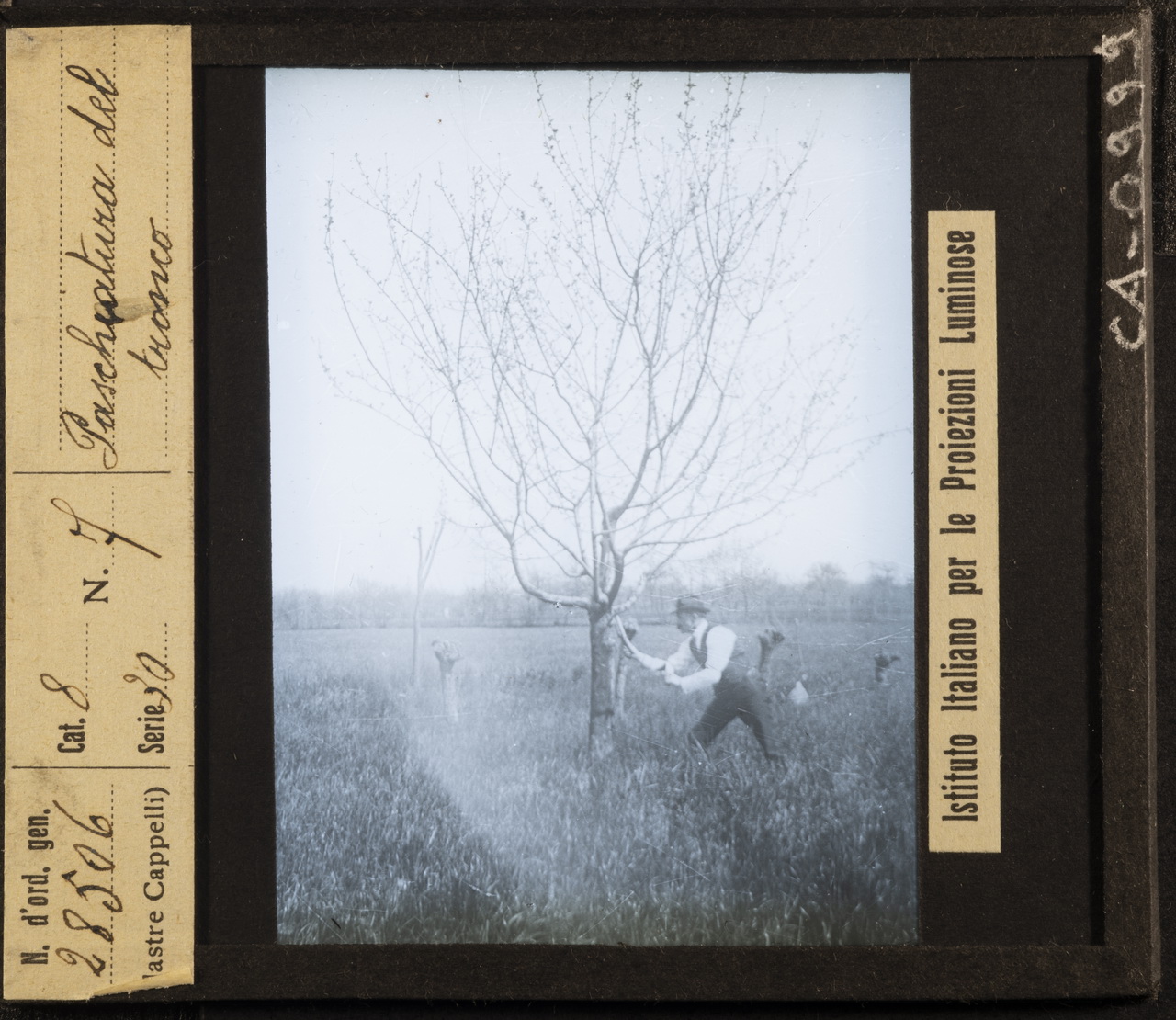 Piante - Fusti - Tronchi - Raschiatura (positivo) di Istituto Italiano per le Proiezioni Luminose (XX)