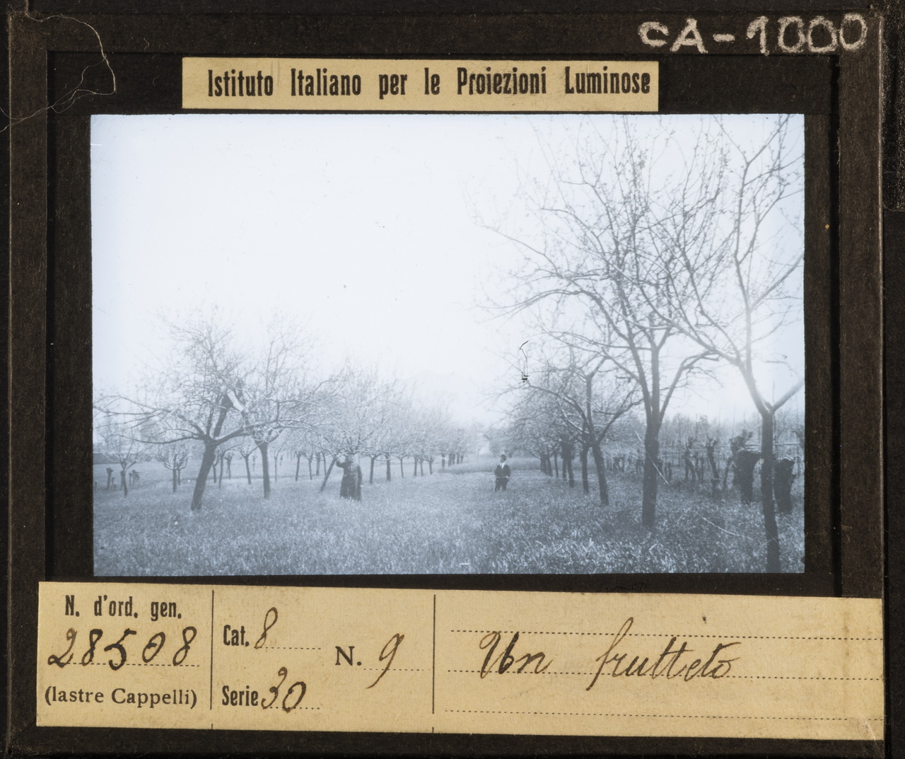 Terreni - Terreni agrari (positivo) di Istituto Italiano per le Proiezioni Luminose (XX)