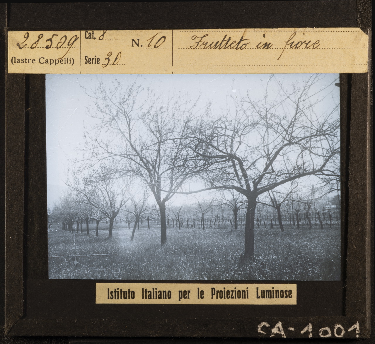 Terreni - Terreni agrari - Frutteti (positivo) di Istituto Italiano per le Proiezioni Luminose (XX)