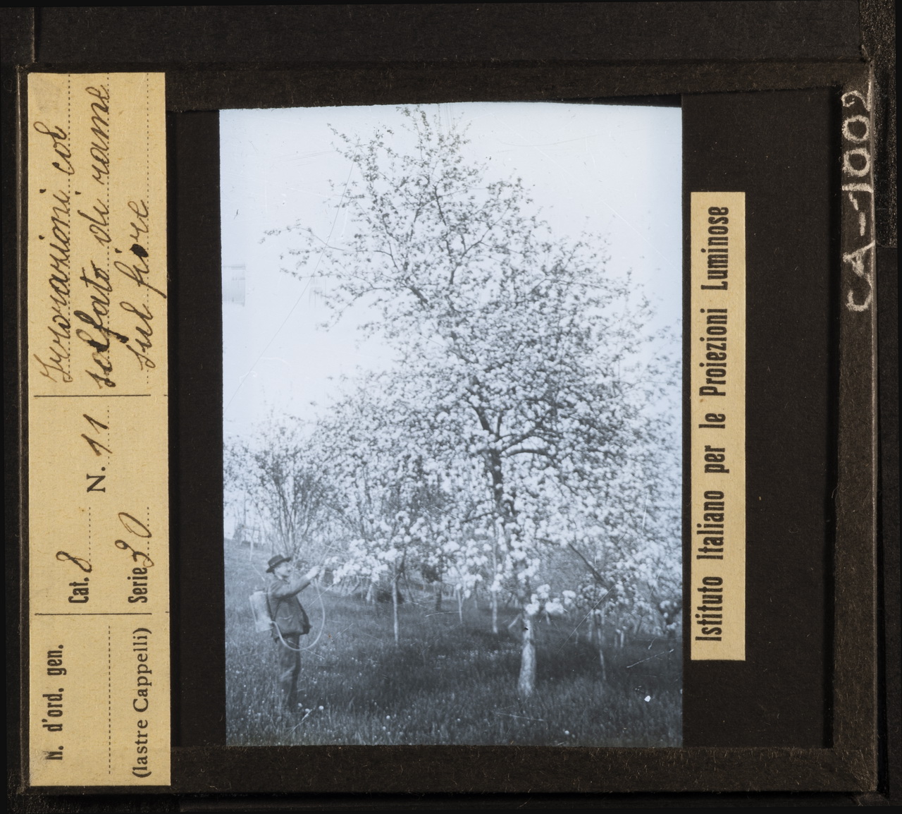 Persone - Agricoltori - Lavoratori agricoli (positivo) di Istituto Italiano per le Proiezioni Luminose (XX)