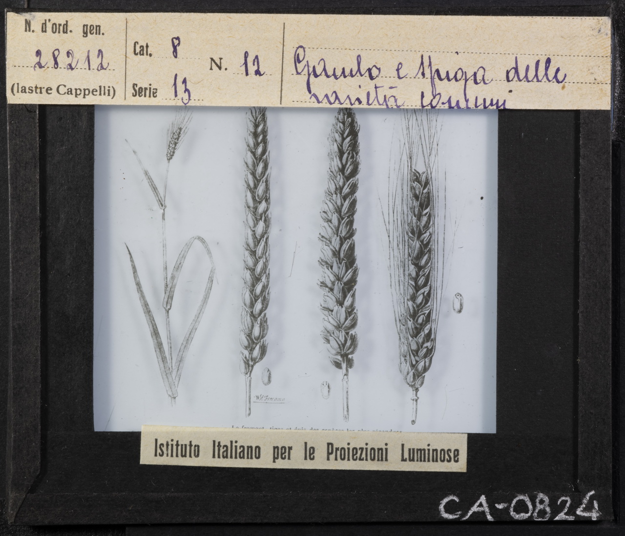 Grano <Cereali> - Spighe (positivo) di Istituto Italiano per le Proiezioni Luminose (XX)