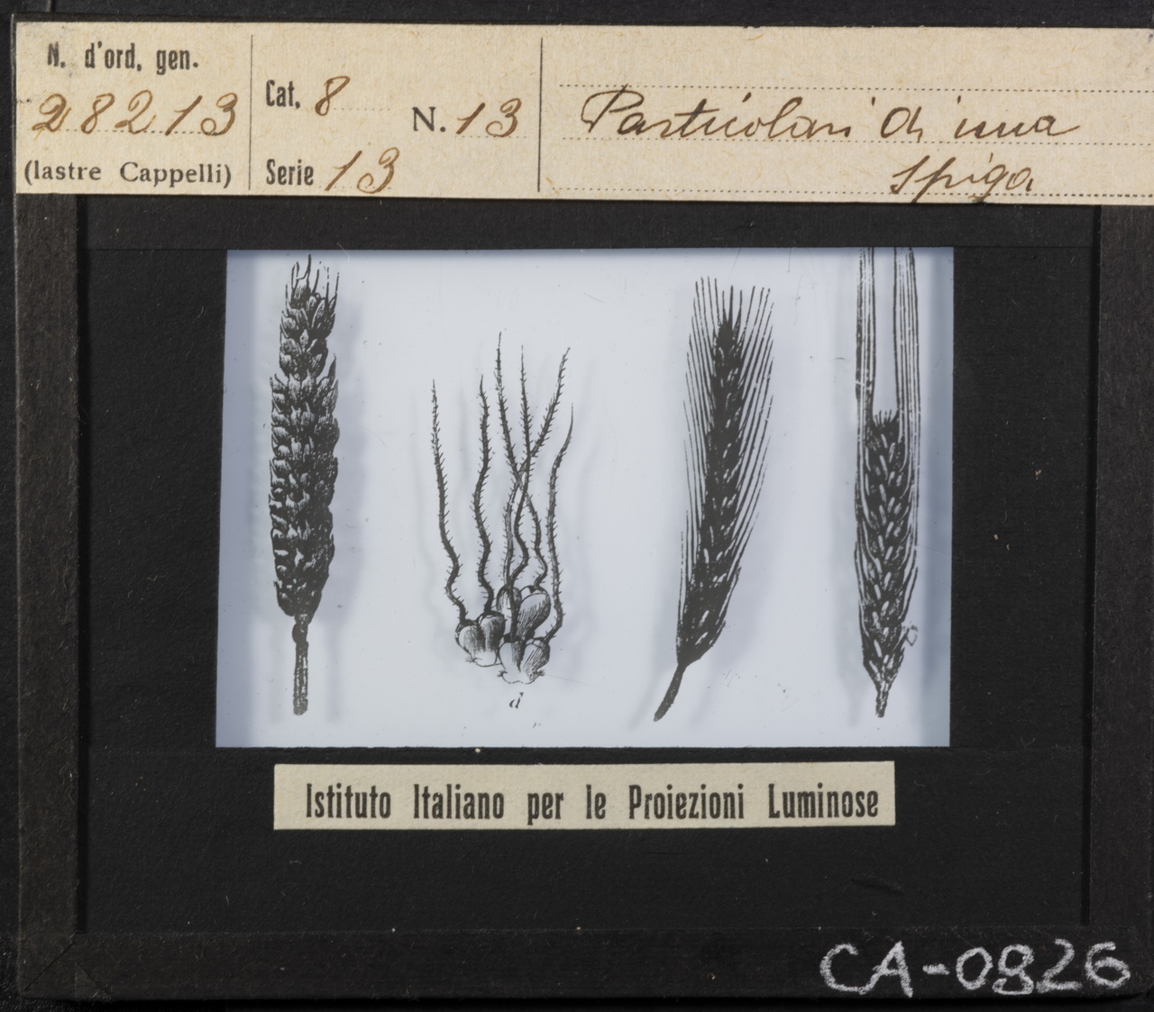 Grano <Cereali> - Spighe (positivo) di Istituto Italiano per le Proiezioni Luminose (XX)