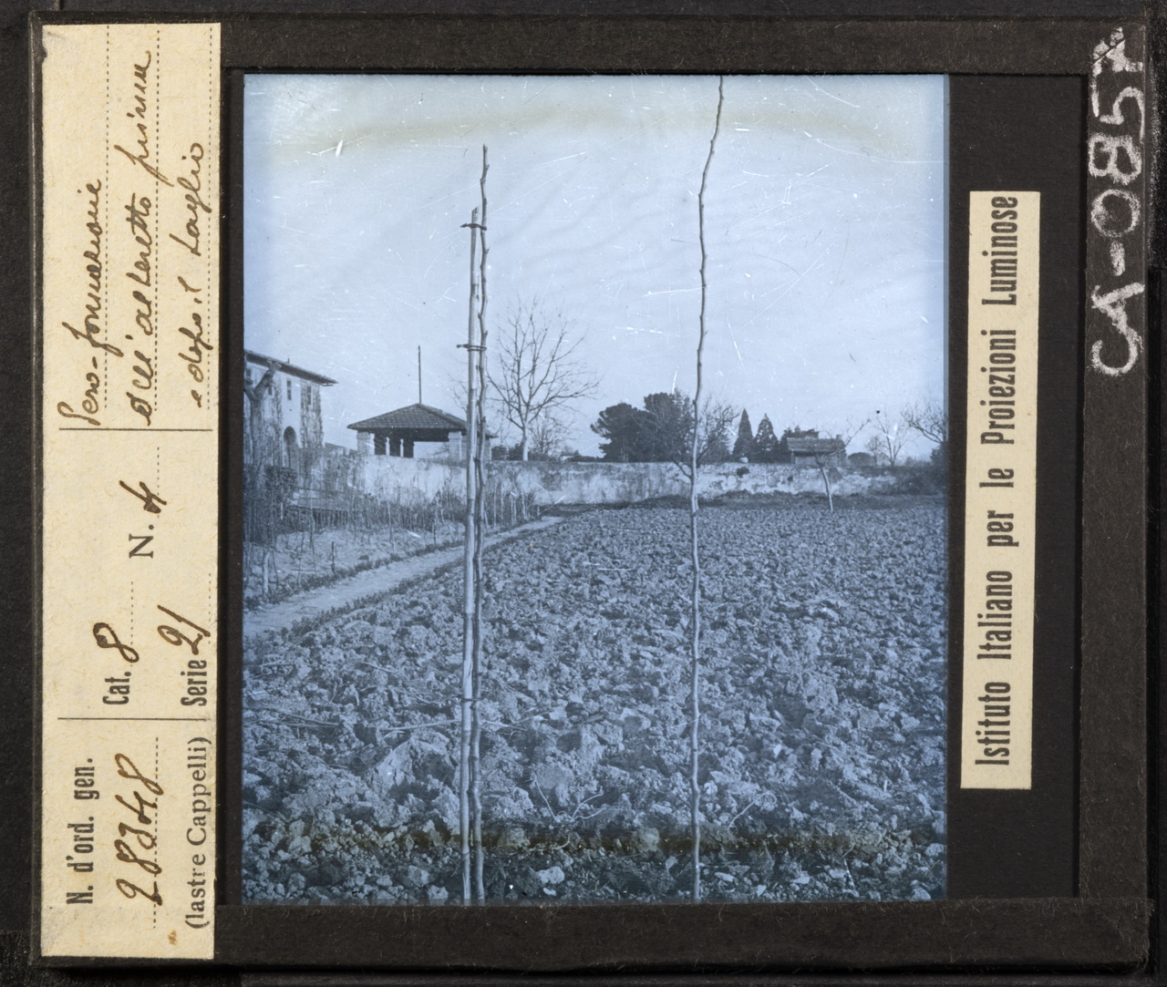 Arboricoltura - Rami - Ramificazione - Potatura (positivo) di Istituto Italiano per le Proiezioni Luminose (XX)