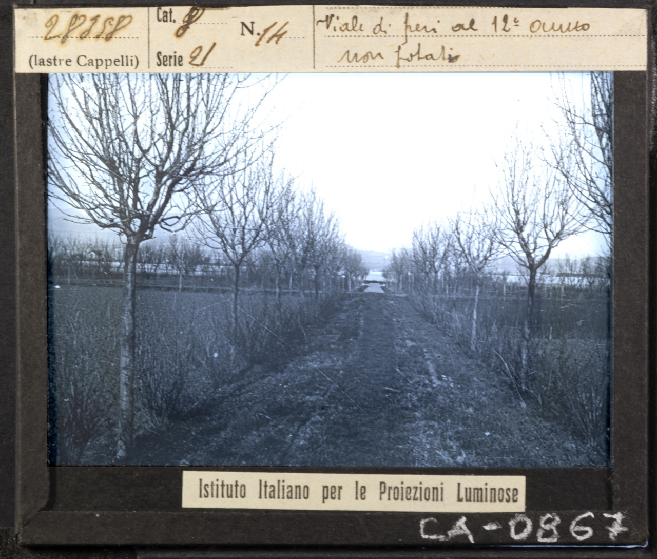 Arboricoltura - Rami - Ramificazione - Potatura (positivo) di Istituto Italiano per le Proiezioni Luminose (XX)