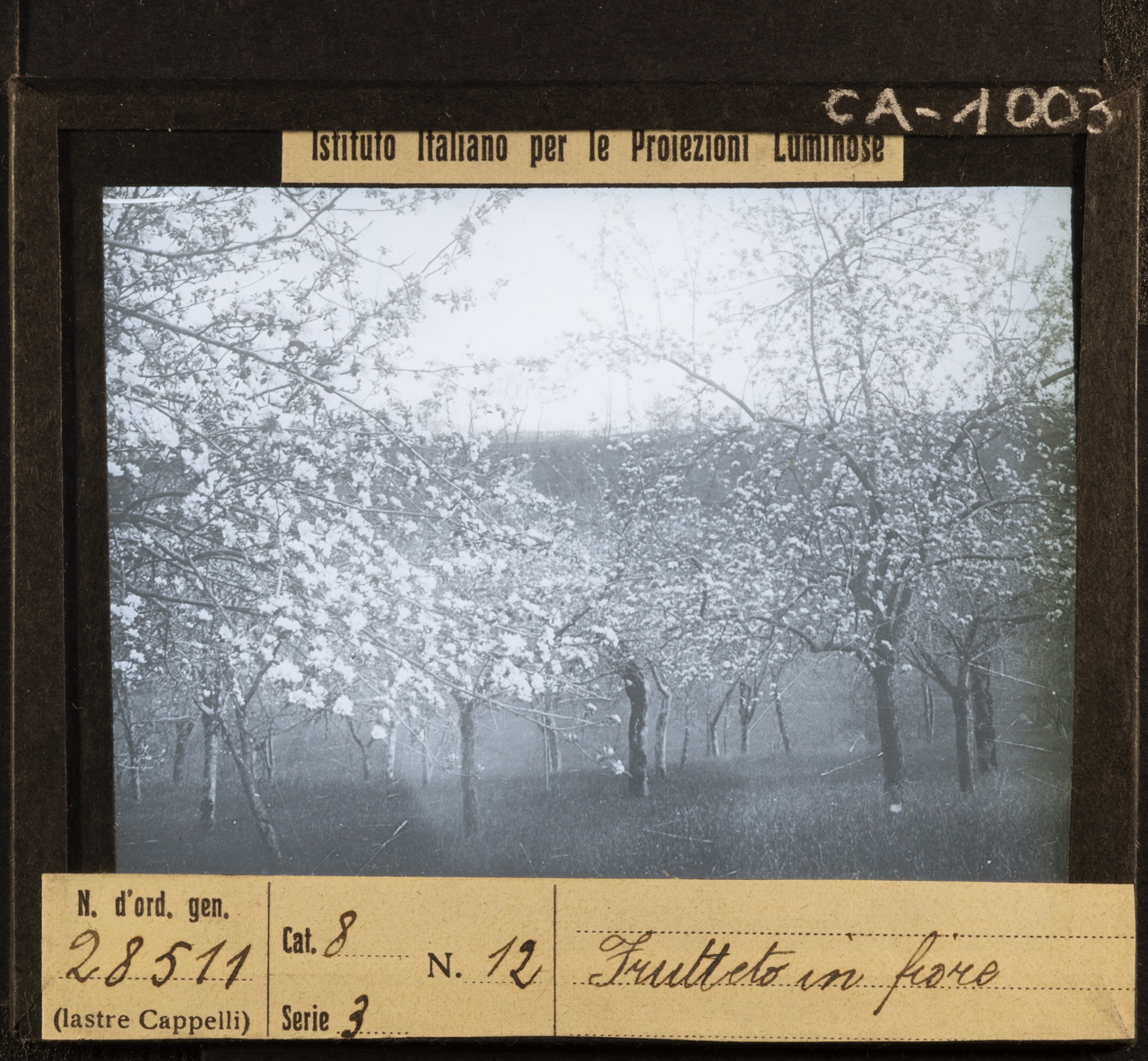 Agricoltura - Frutticoltura - Alberi da frutto - Fioritura (positivo) di Istituto Italiano per le Proiezioni Luminose (XX)
