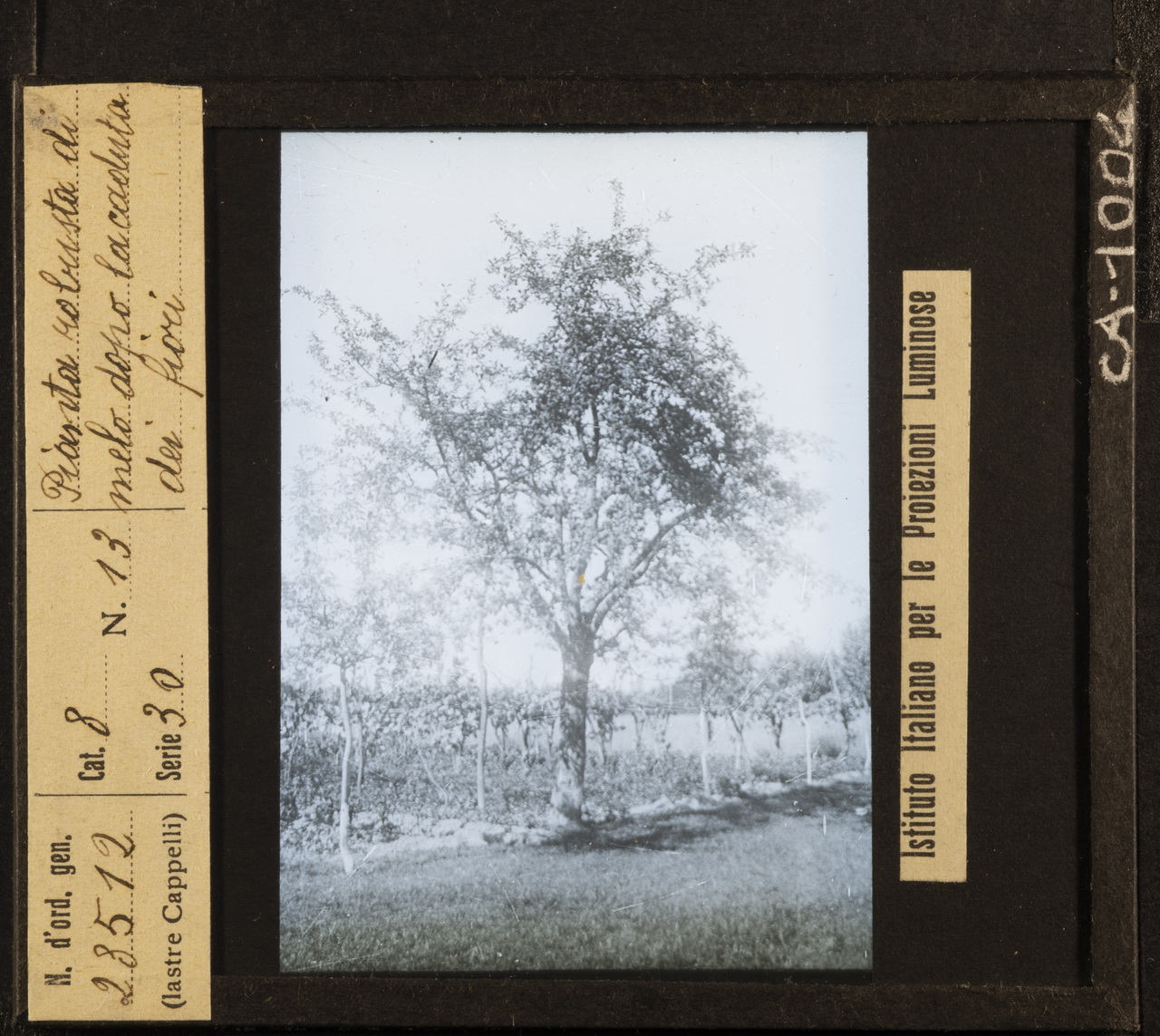 Agricoltura - Frutticoltura - Alberi da frutto - Meli (positivo) di Istituto Italiano per le Proiezioni Luminose (XX)