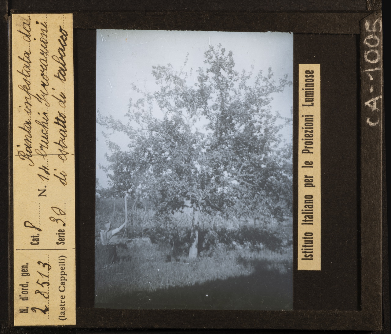 Antiparassitari - Estratti di tabacco (positivo) di Istituto Italiano per le Proiezioni Luminose (XX)