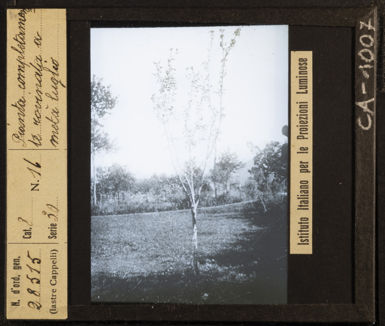 Piante - Parassiti - Malattie (positivo) di Istituto Italiano per le Proiezioni Luminose (XX)