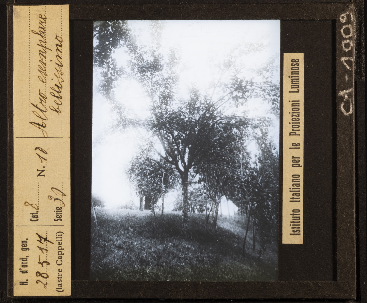 Frutta - Mele (positivo) di Istituto Italiano per le Proiezioni Luminose (XX)