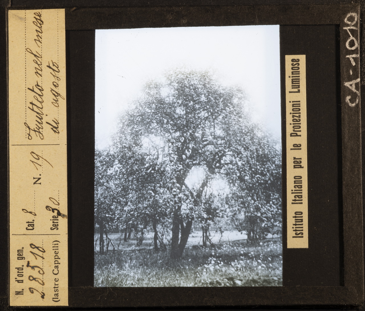 Agricoltura - Frutticoltura - Alberi da frutto - Meli (positivo) di Istituto Italiano per le Proiezioni Luminose (XX)