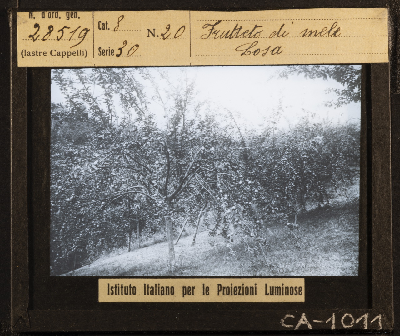 Agricoltura - Frutticoltura - Alberi da frutto - Meli (positivo) di Istituto Italiano per le Proiezioni Luminose (XX)
