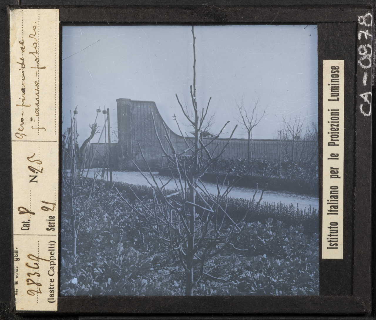 Arboricoltura - Rami - Ramificazione - Potatura (positivo) di Istituto Italiano per le Proiezioni Luminose (XX)