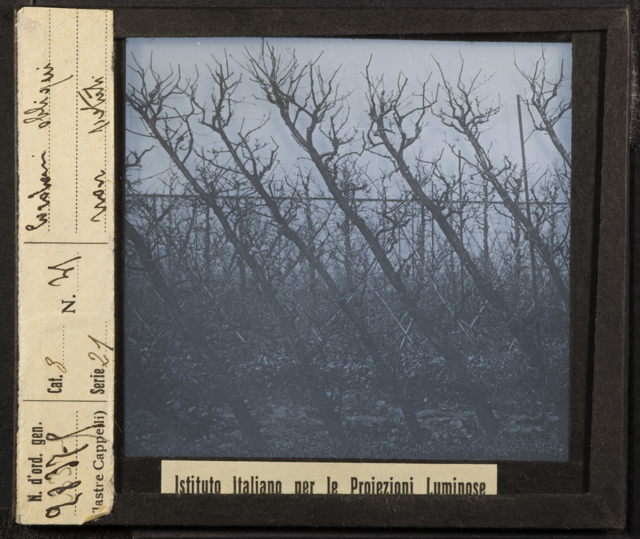 Arboricoltura - Rami - Ramificazione - Potatura (positivo) di Istituto Italiano per le Proiezioni Luminose (XX)