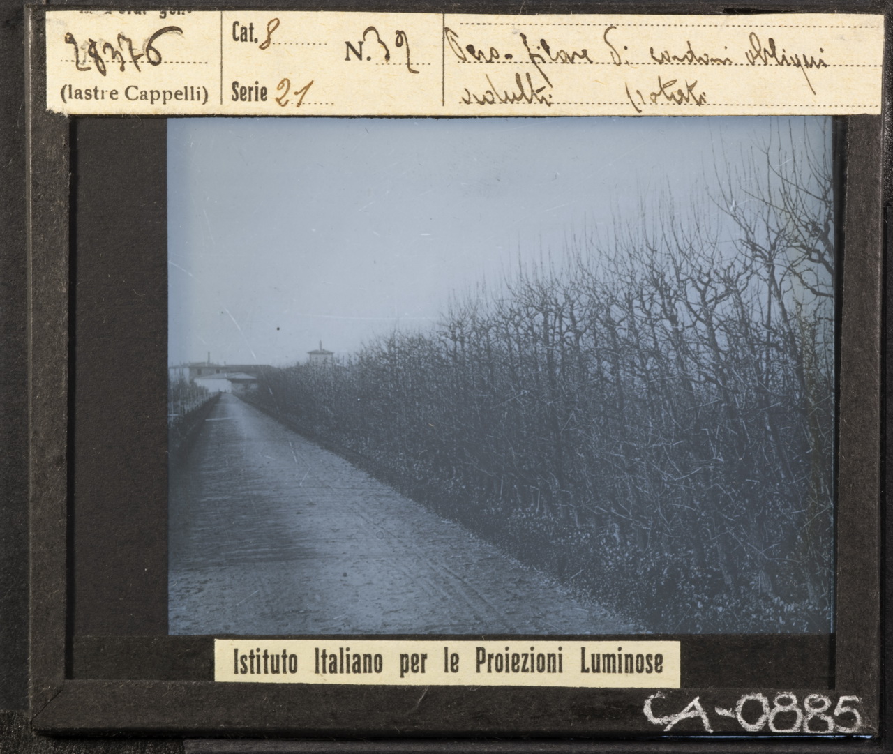 Agricoltura - Frutticoltura - Alberi da frutto – Peri (positivo) di Istituto Italiano per le Proiezioni Luminose (XX)