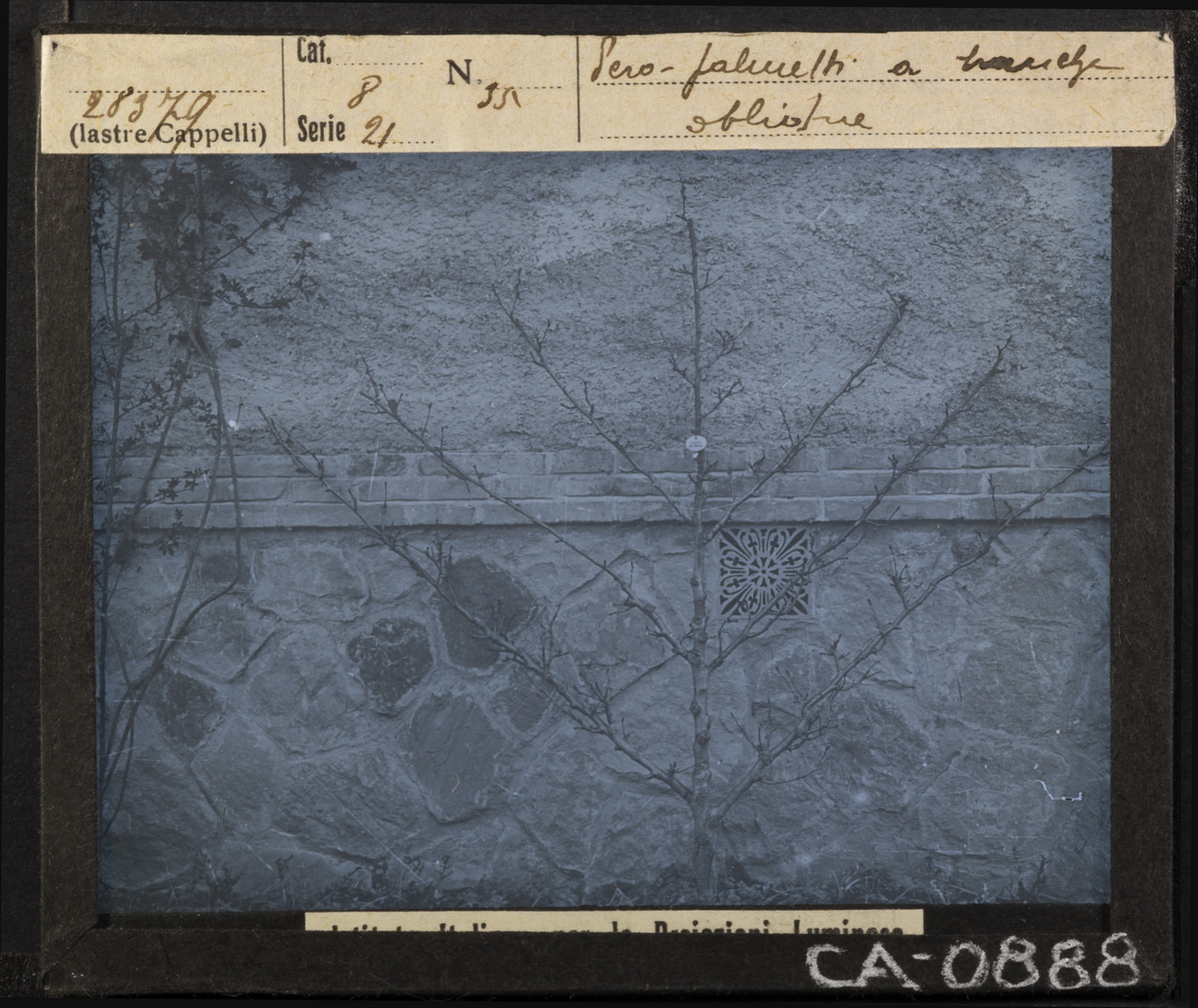 Agricoltura - Frutticoltura - Alberi da frutto - Peri (positivo) di Istituto Italiano per le Proiezioni Luminose (XX)