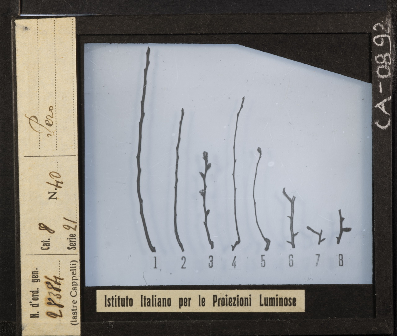 Agricoltura - Frutticoltura - Alberi da frutto - Peri (positivo) di Istituto Italiano per le Proiezioni Luminose (XX)
