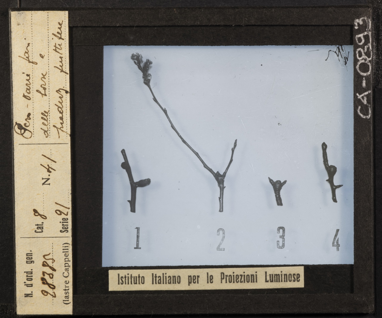 Arboricoltura - Rami - Ramificazione - Potatura (positivo) di Istituto Italiano per le Proiezioni Luminose (XX)