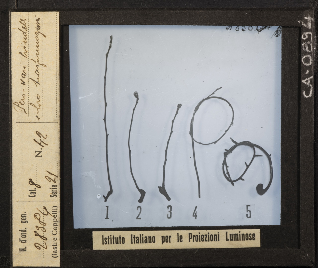 Agricoltura - Frutticoltura - Alberi da frutto - Peri (positivo) di Istituto Italiano per le Proiezioni Luminose (XX)