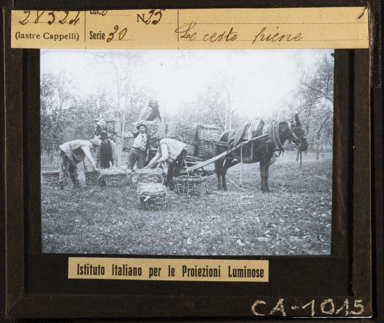 Carri agricoli - Carri a trazione animale - Animali da lavoro (positivo) di Istituto Italiano per le Proiezioni Luminose (XX)