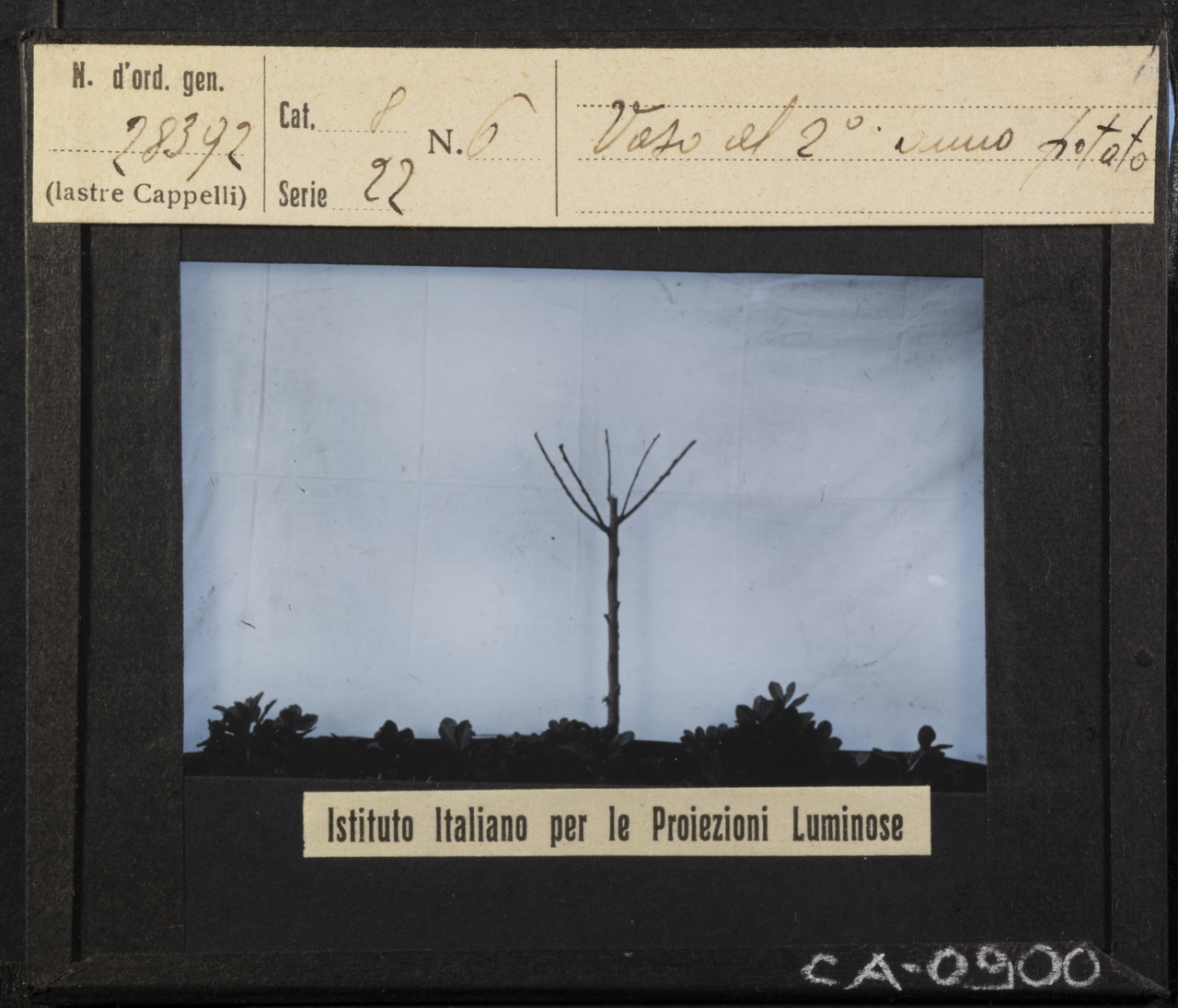 Arboricoltura - Rami - Ramificazione - Potatura (positivo) di Istituto Italiano per le Proiezioni Luminose (XX)