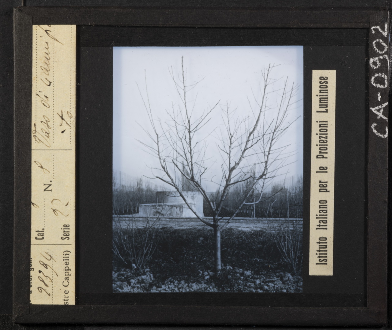 Alberi da frutto - Peschi - Coltivazione - Potatura (positivo) di Istituto Italiano per le Proiezioni Luminose (XX)
