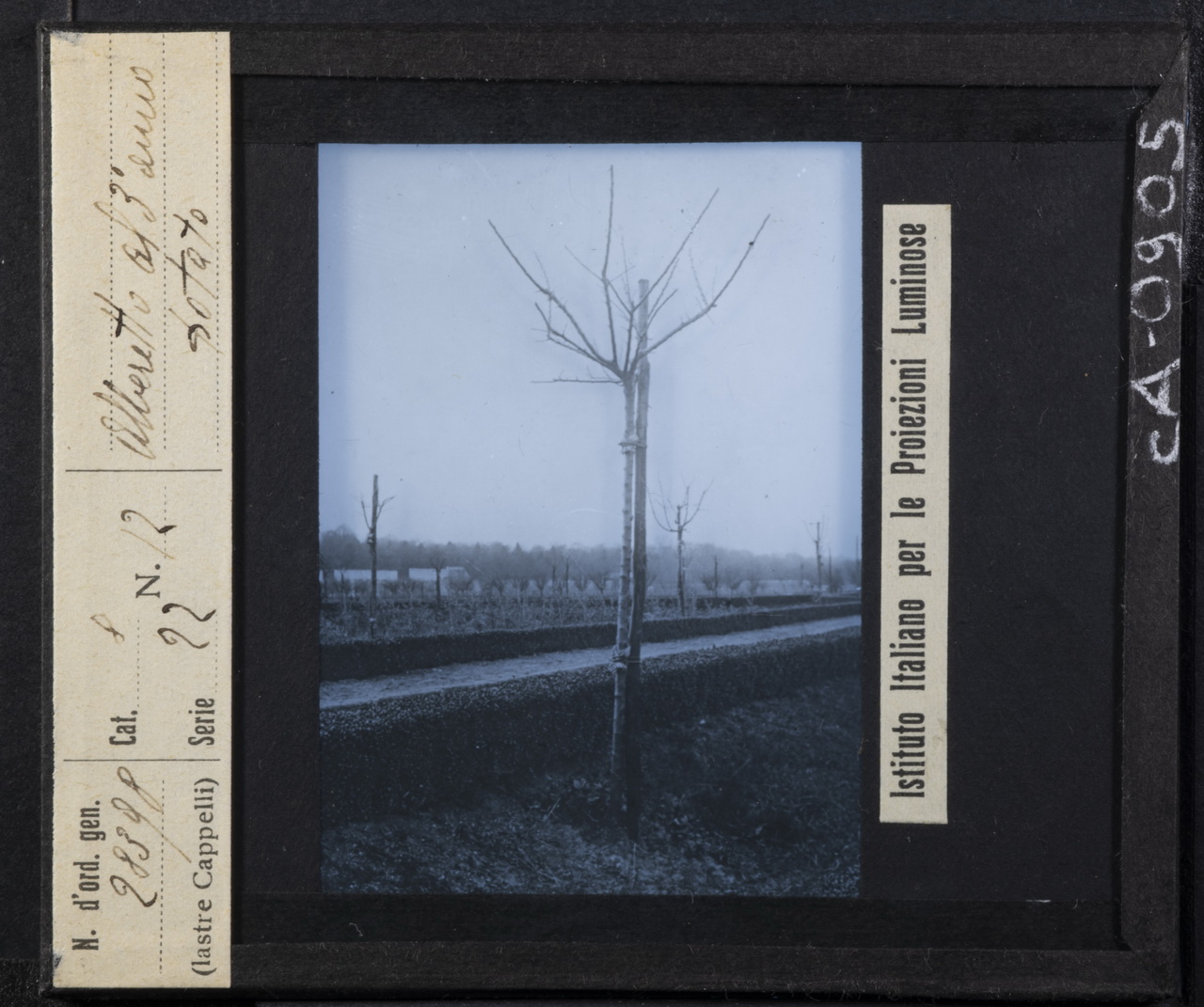 Alberi da frutto - Peschi - Potatura (positivo) di Istituto Italiano per le Proiezioni Luminose (XX)