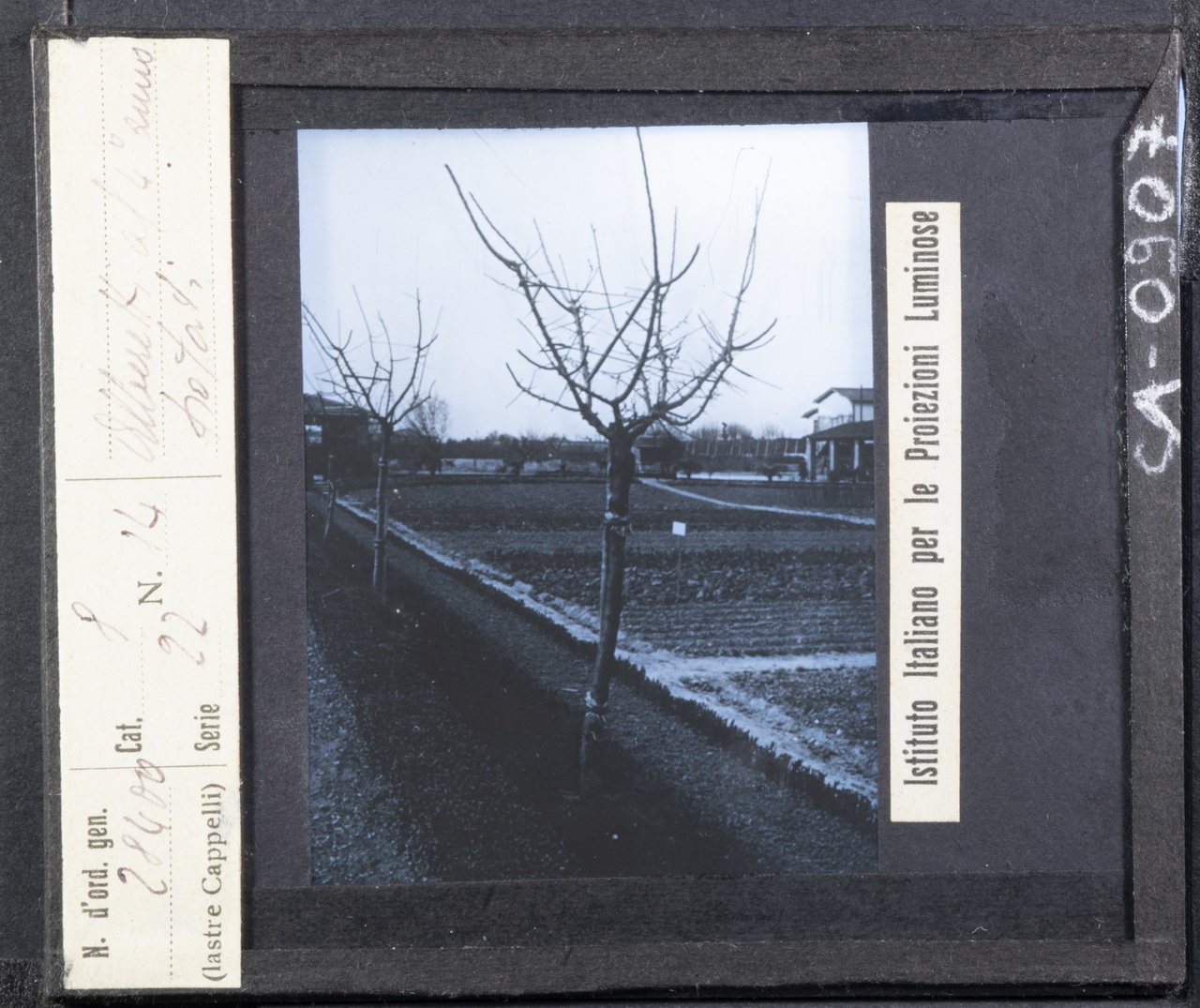 Alberi da frutto - Peschi - Coltivazione - Potatura (positivo) di Istituto Italiano per le Proiezioni Luminose (XX)
