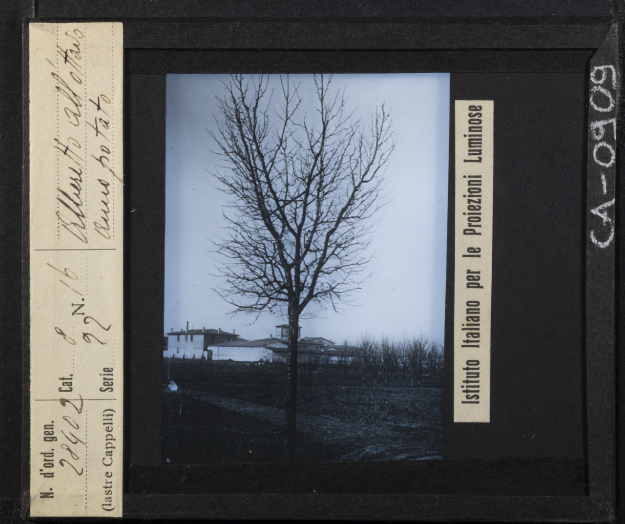 Arboricoltura - Peschi - Rami - Ramificazione - Potatura (positivo) di Istituto Italiano per le Proiezioni Luminose (XX)