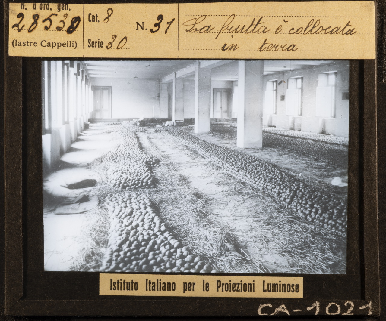 Frutticoltura - Frutta - Mele (positivo) di Istituto Italiano per le Proiezioni Luminose (XX)