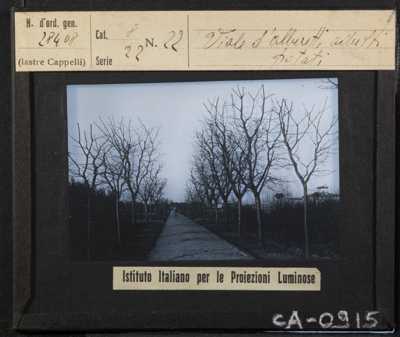 Viali - Alberi da frutto - Potatura (positivo) di Istituto Italiano per le Proiezioni Luminose (XX)