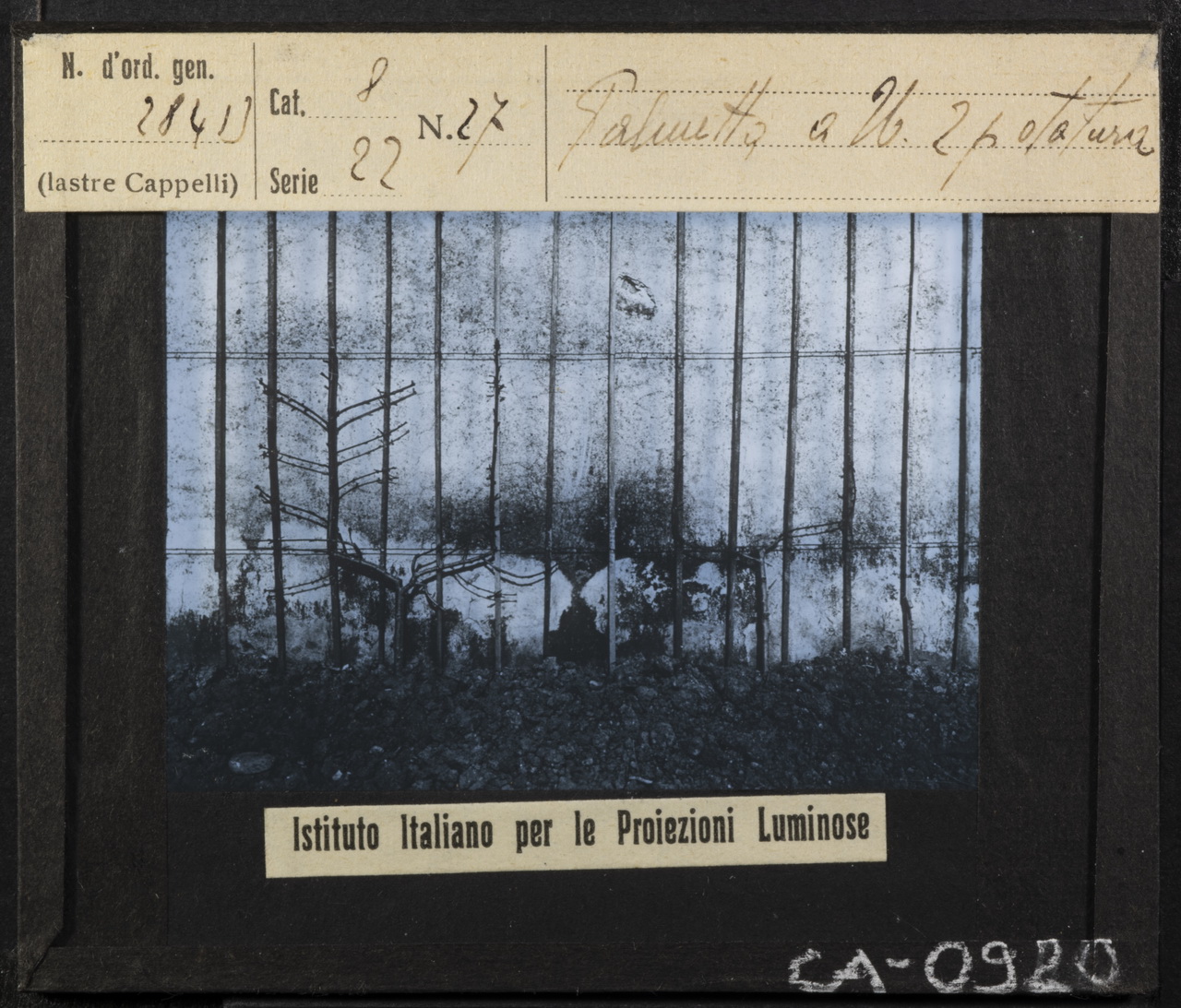 Alberi da frutto - Rami - Ramificazione - Potatura - Palmette U (positivo) di Istituto Italiano per le Proiezioni Luminose (XX)