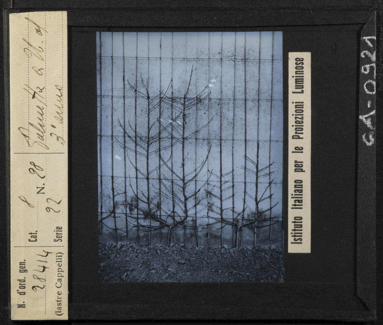 Alberi da frutto - Rami - Ramificazione - Potatura - Palmette U (positivo) di Istituto Italiano per le Proiezioni Luminose (XX)