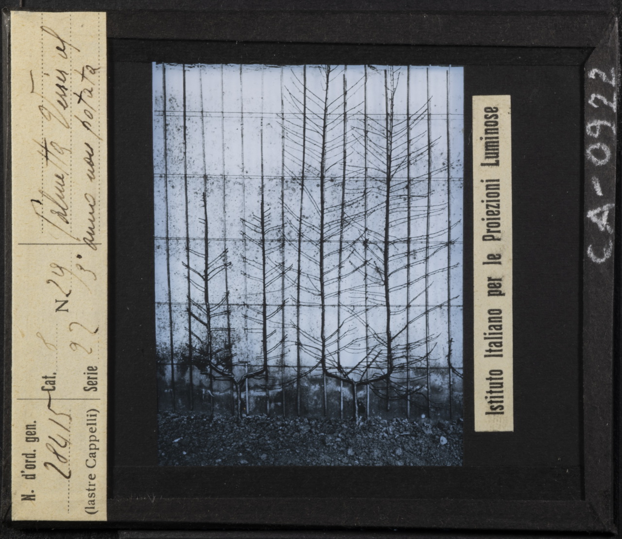 Peschi - Coltivazione (positivo) di Istituto Italiano per le Proiezioni Luminose (XX)