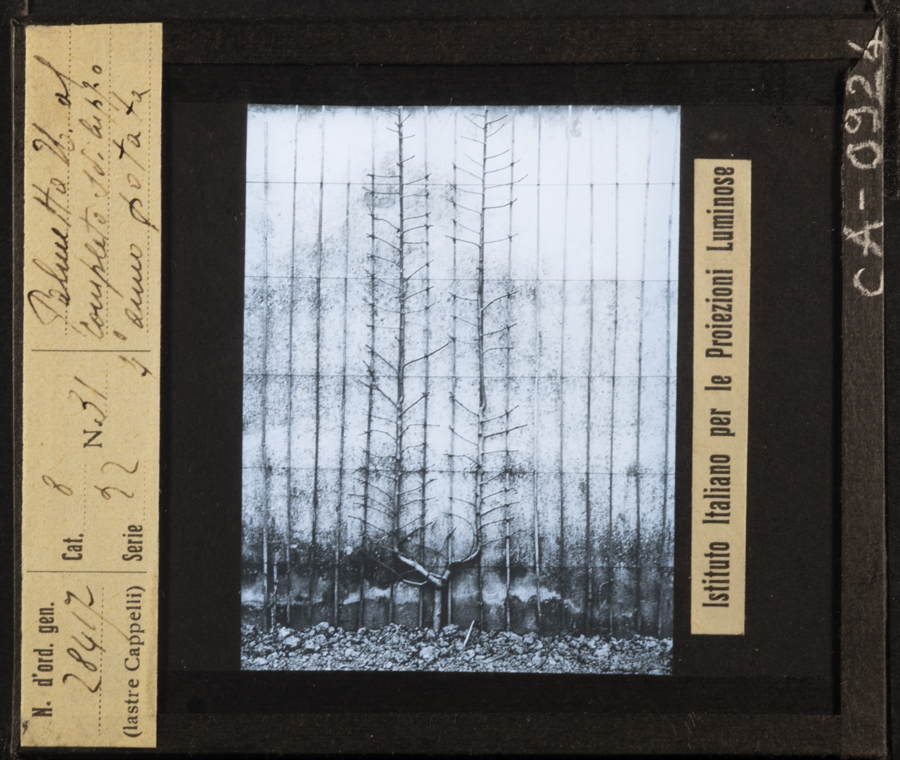 Alberi da frutto - Rami - Ramificazione - Potatura - Palmette U (positivo) di Istituto Italiano per le Proiezioni Luminose (XX)