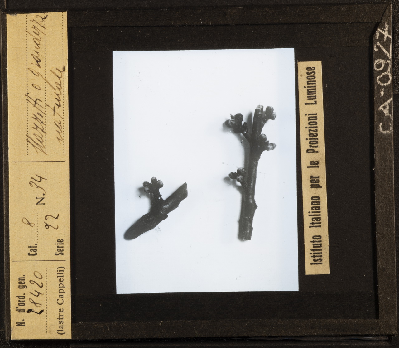 Alberi da frutto - Potatura (positivo) di Istituto Italiano per le Proiezioni Luminose (XX)