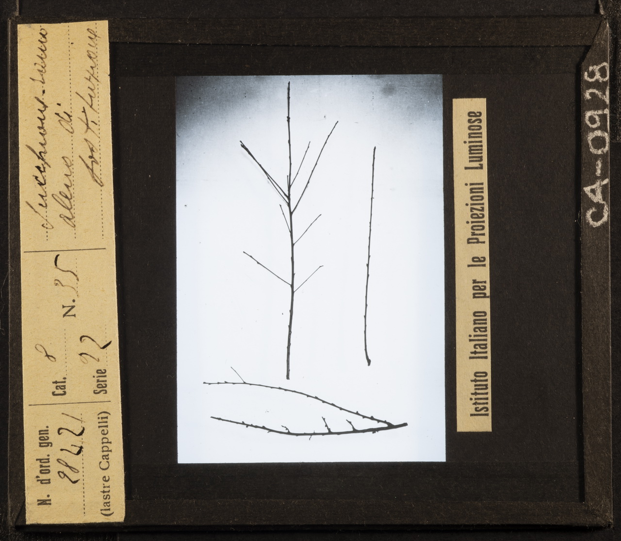 Arboricoltura - Fusti - Rami - Ramificazione - Potatura (positivo) di Istituto Italiano per le Proiezioni Luminose (XX)