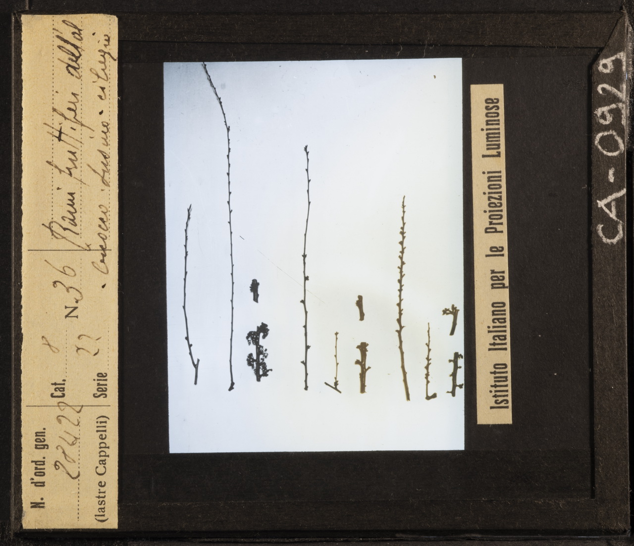 Agricoltura - Frutticoltura (positivo) di Istituto Italiano per le Proiezioni Luminose (XX)