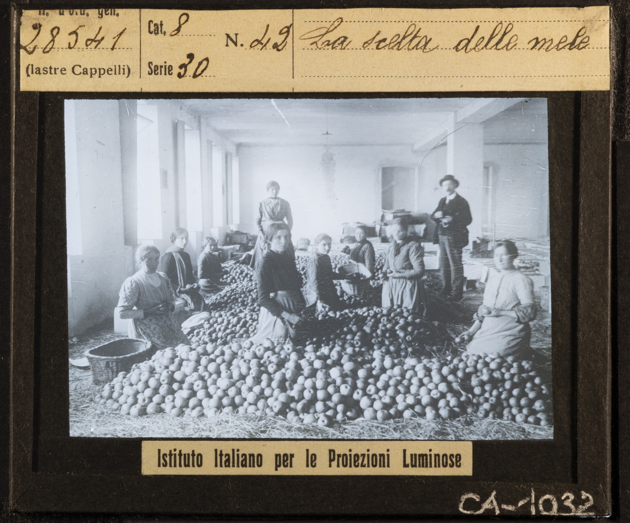 Frutticoltura - Frutta - Mele (positivo) di Istituto Italiano per le Proiezioni Luminose (XX)