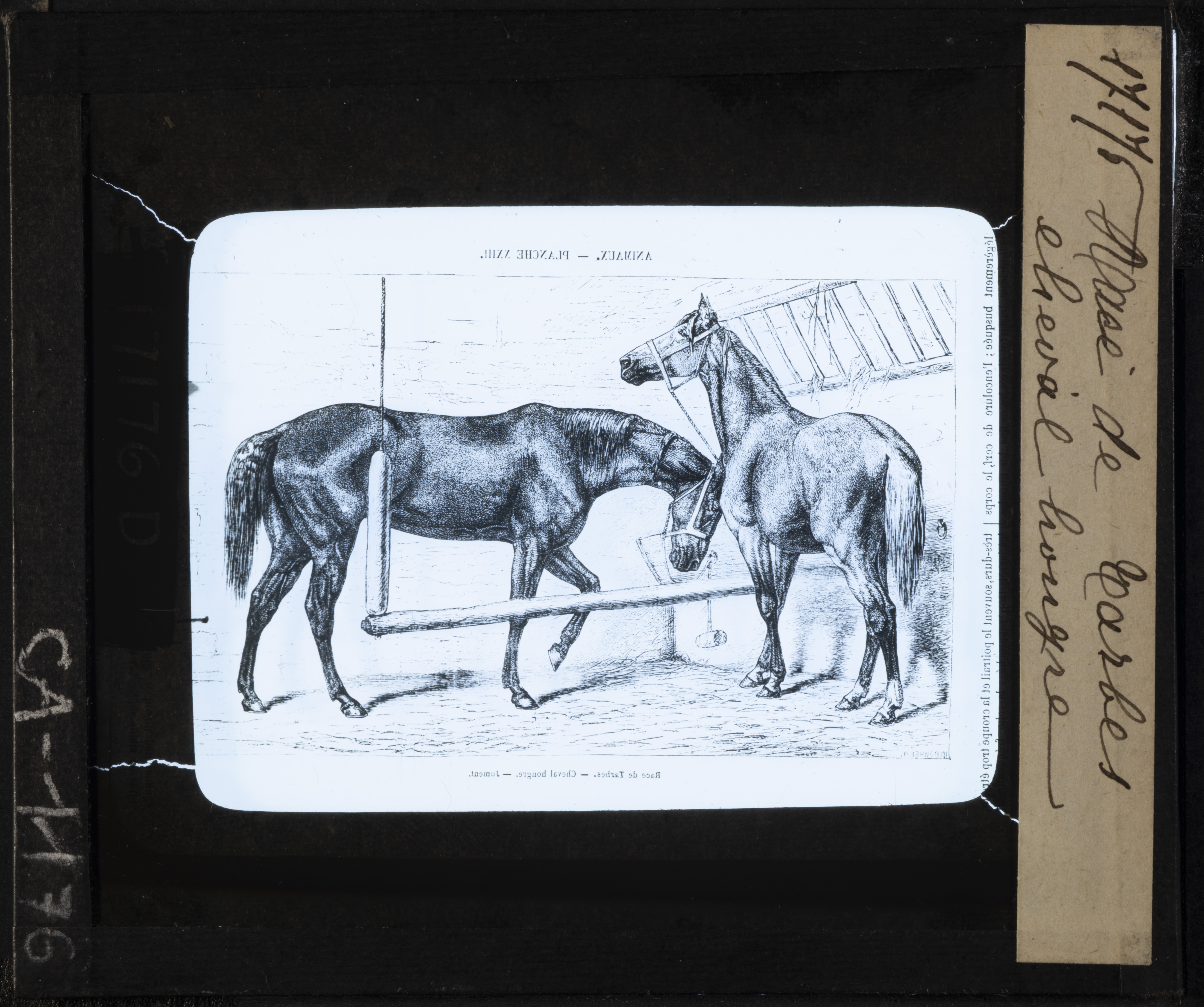 Cattedre ambulanti di agricoltura - Insegnamento - Tavole - Illustrazioni (positivo) di Anonimo (XIX-XX)