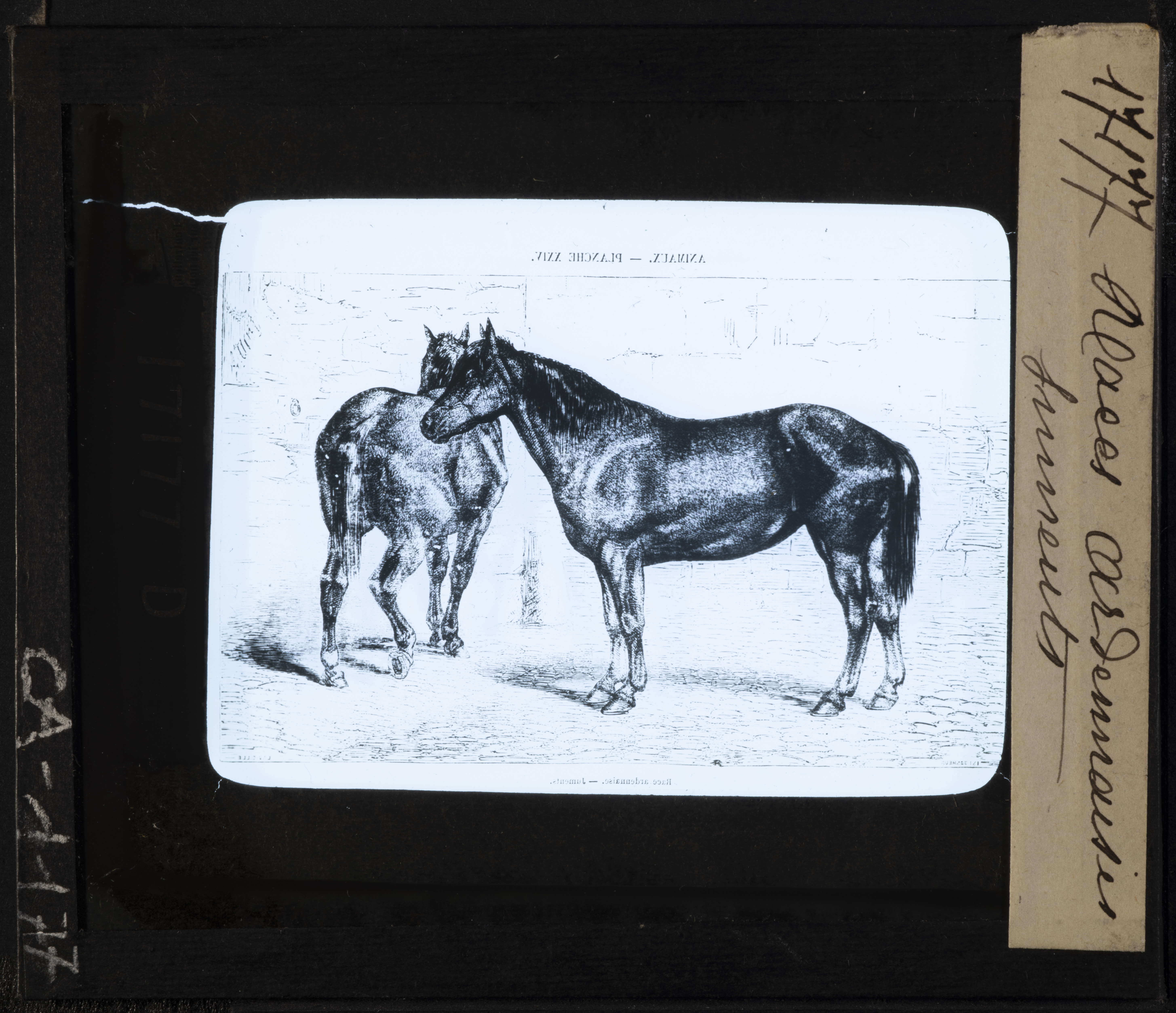 Cattedre ambulanti di agricoltura - Insegnamento - Tavole - Illustrazioni (positivo) di Anonimo (XIX-XX)