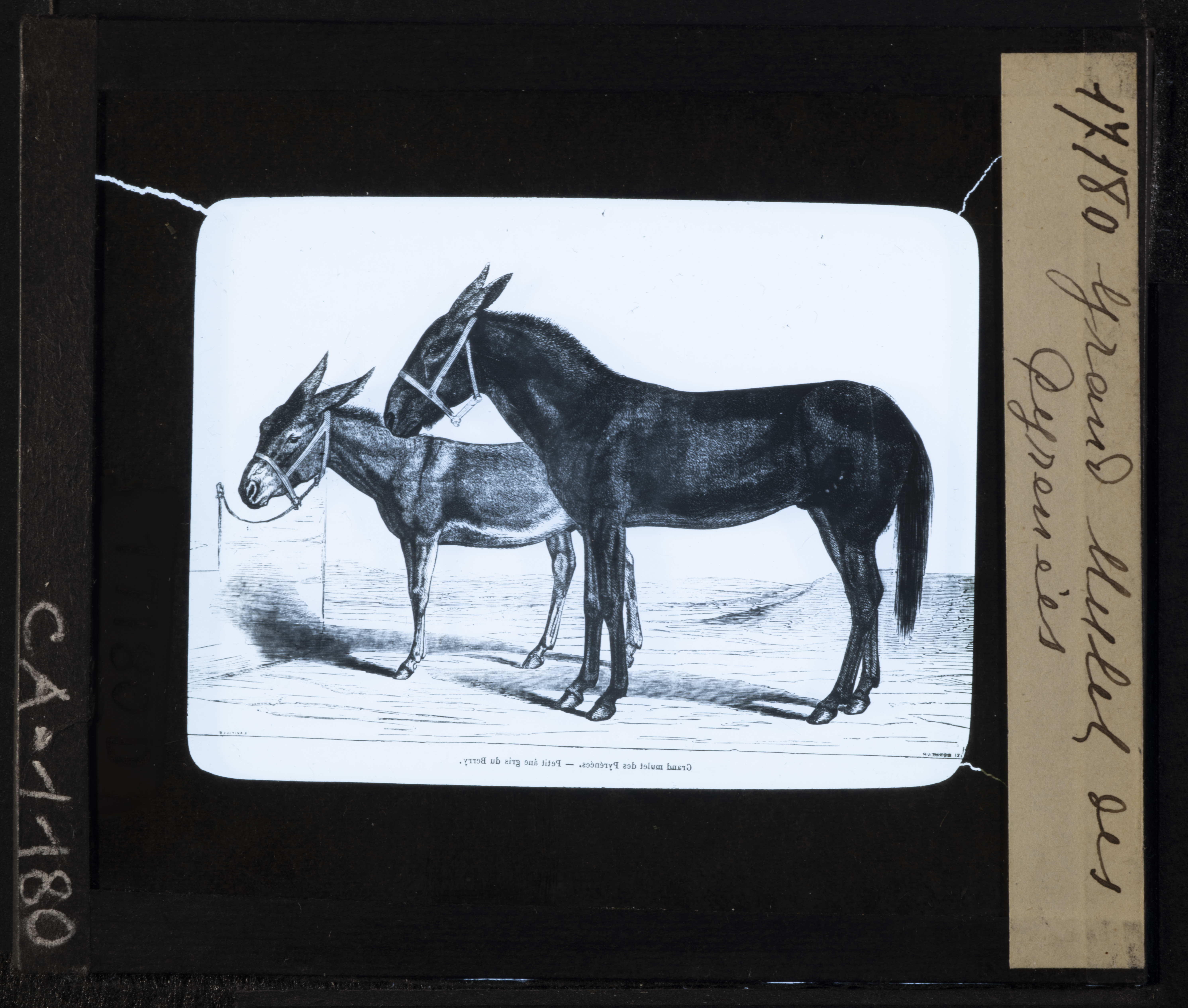 Cattedre ambulanti di agricoltura - Insegnamento - Tavole - Illustrazioni (positivo) di Anonimo (XIX-XX)