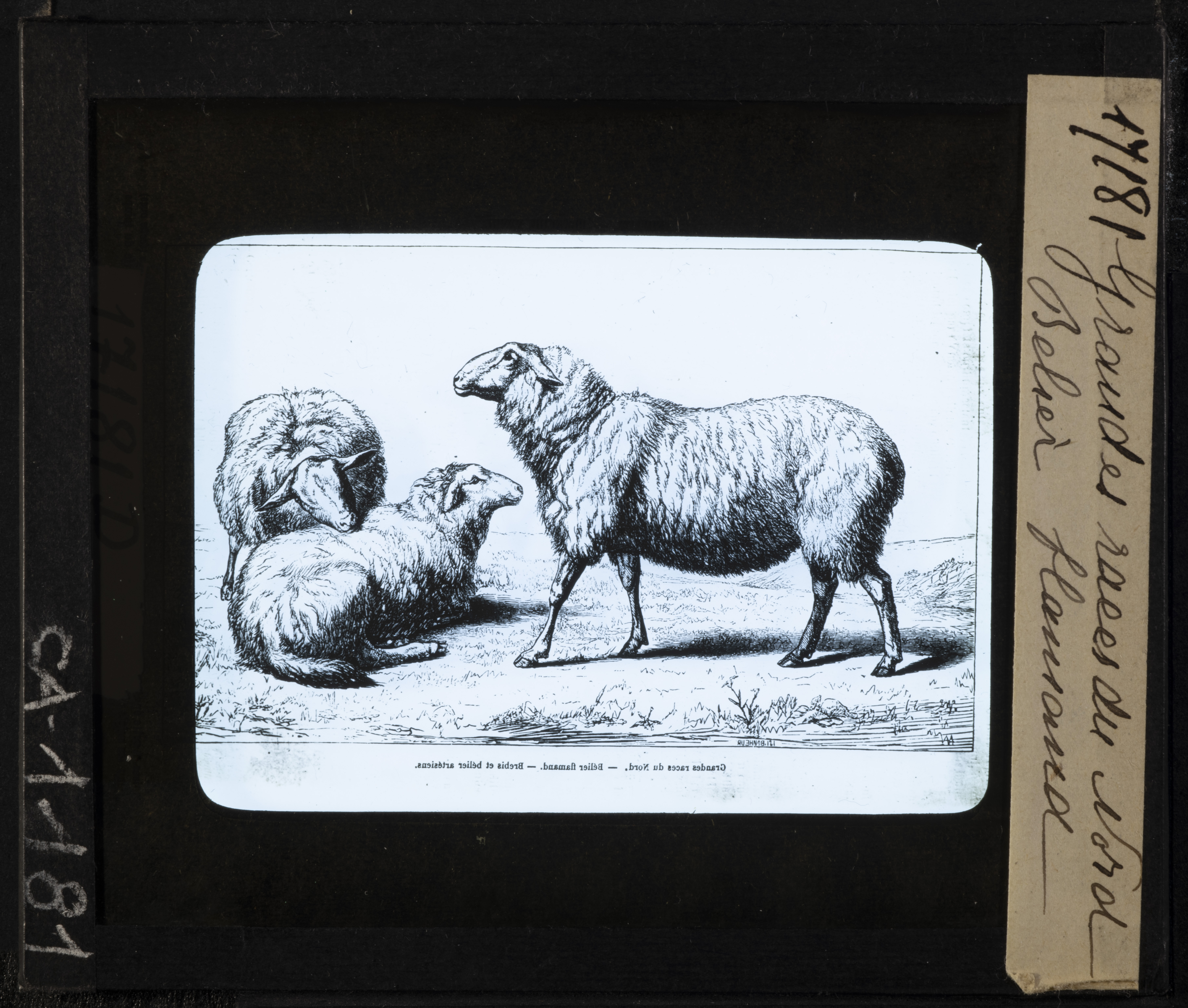 Cattedre ambulanti di agricoltura - Insegnamento - Tavole - Illustrazioni (positivo) di Anonimo (XIX-XX)