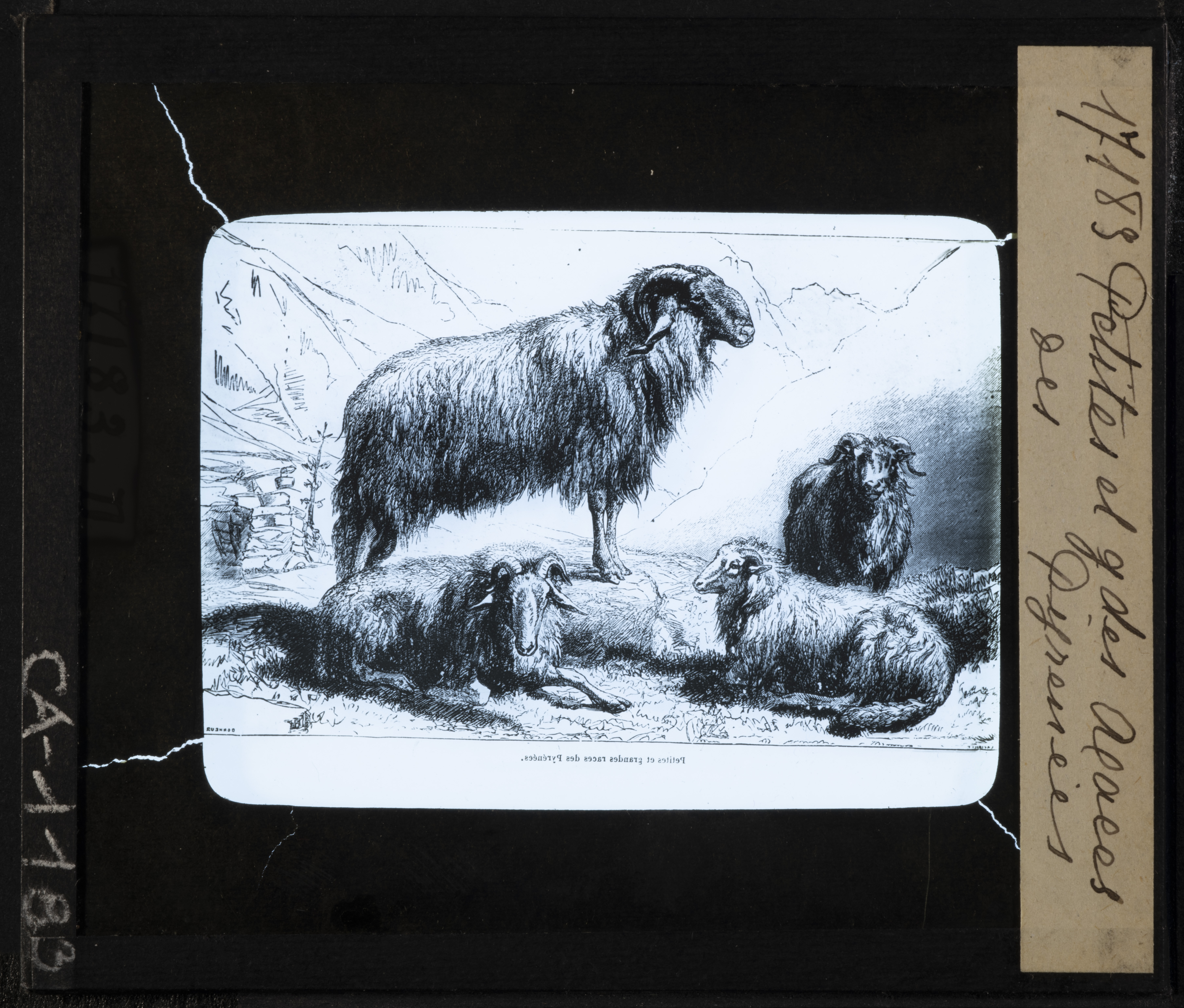 Animali - Ovini - Pecore - Razze - Francia - Pirenei (positivo) di Anonimo (XIX-XX)